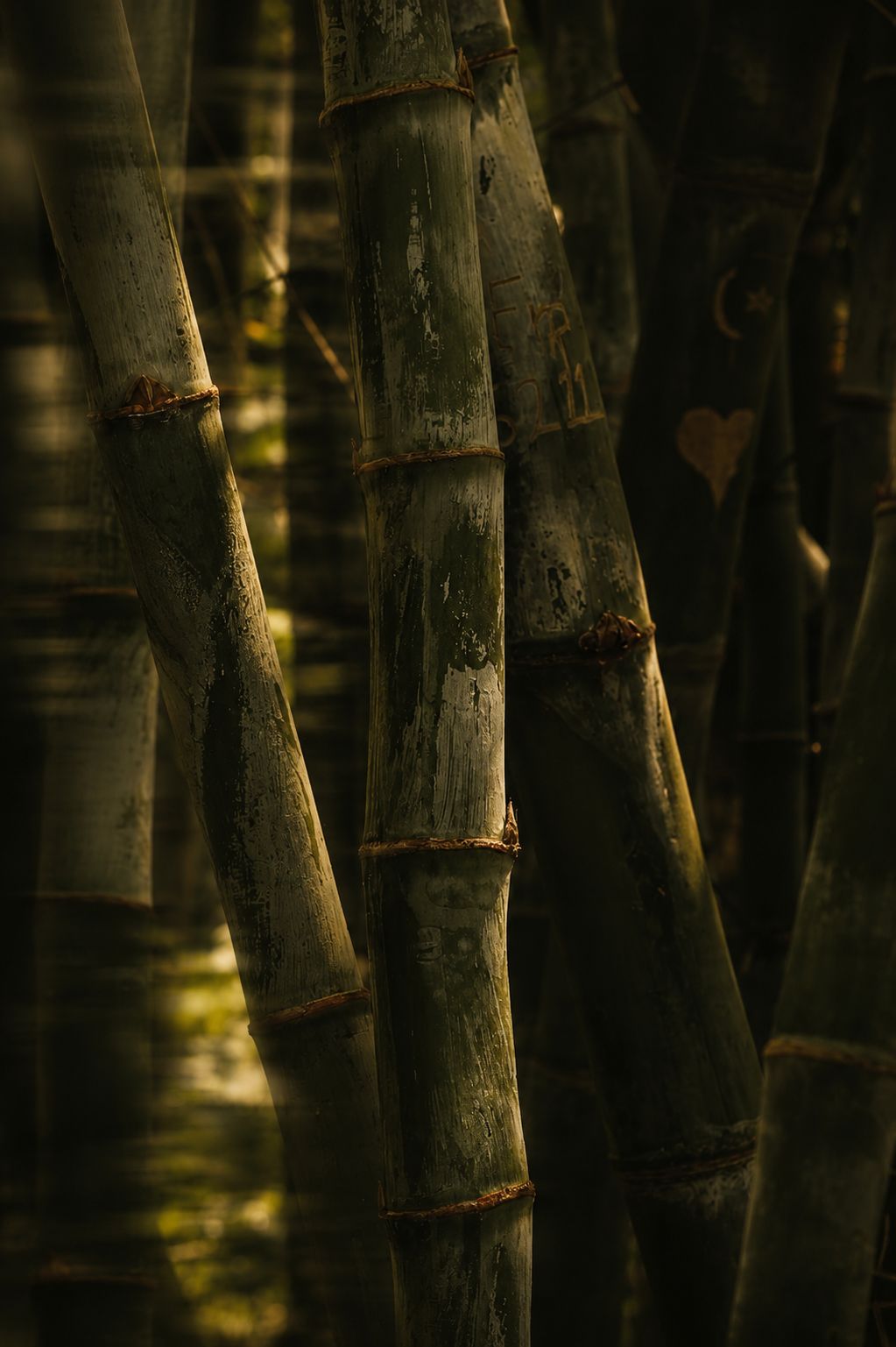 The bamboo grove behind the lodges