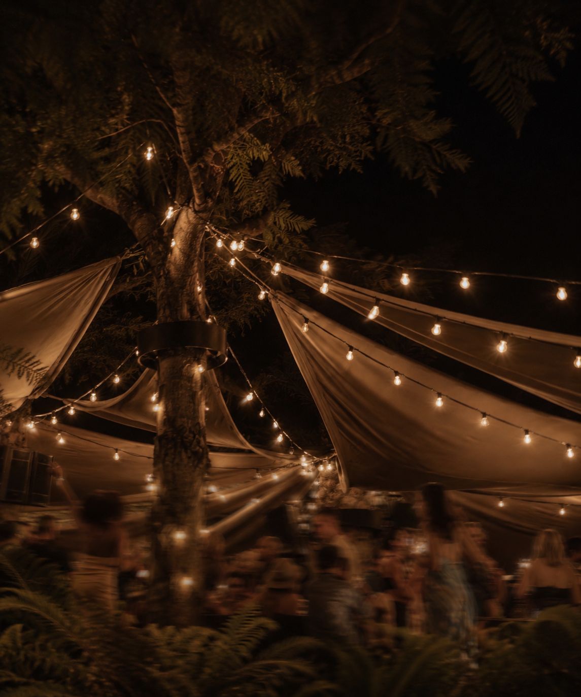 Lights in the trees after dark