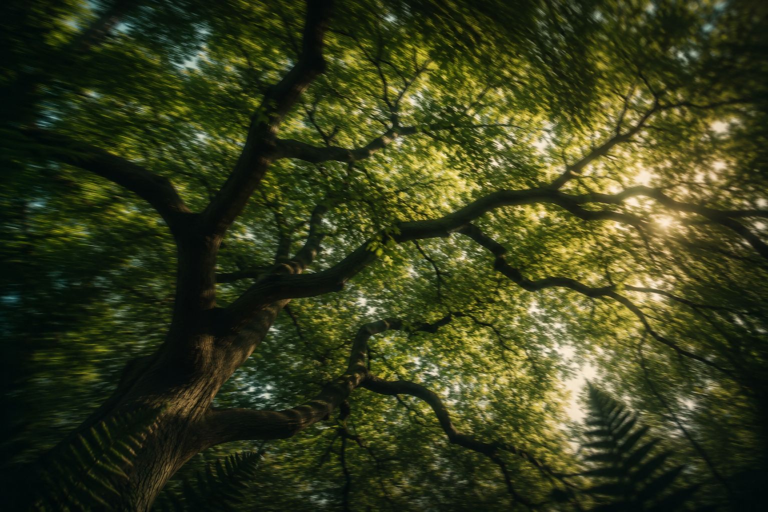 The canopy of an old walnut